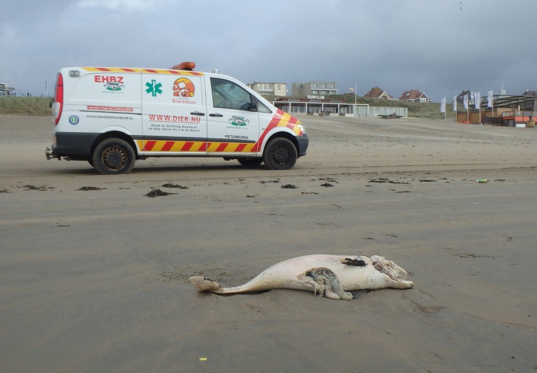 Drie dode bruinvissen op het strand van Noordwijk voor de EHBZ